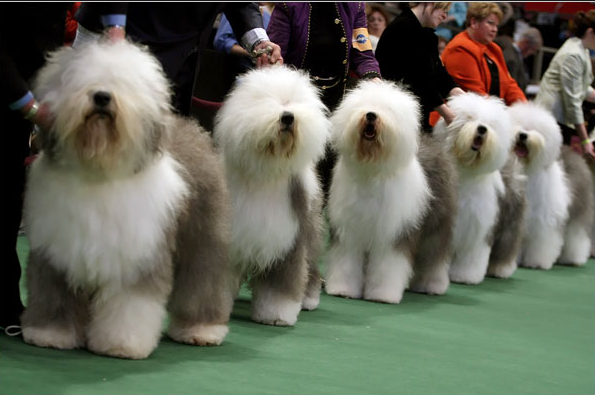 and so we get to the dog show