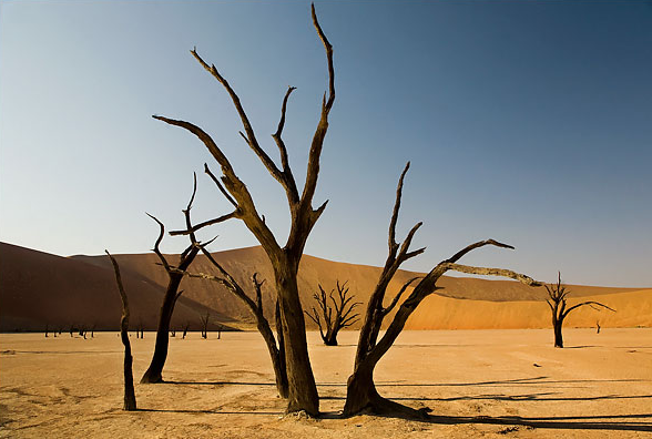 desert trees duplicate