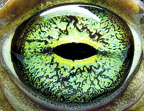 eye-of-a-european-green-toad