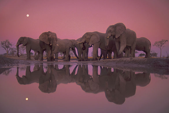 Elephants at a watering hole