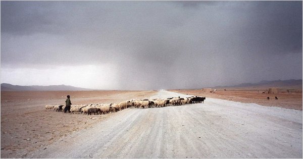Afghanistan sheep, Tyler Hicks