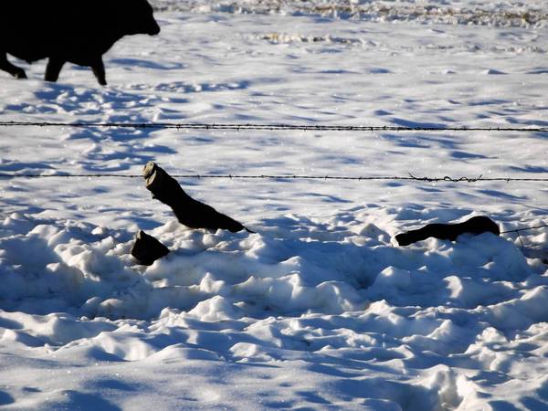 Blizzard hits South Dakota cattle