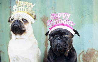 best-dog-birthday-party-ideas0